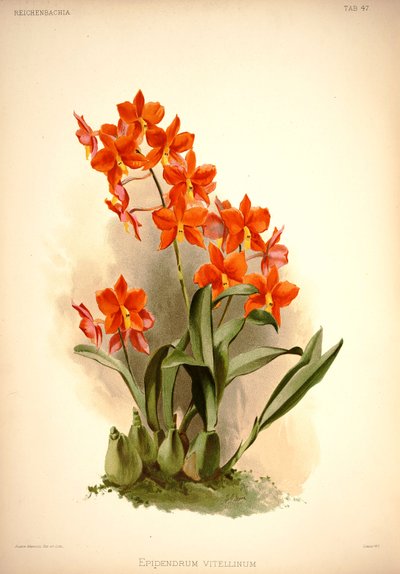 Prosthechea Vitellina by London H. Sotheran and Co.